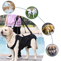 Senior dog assisted walking with lift sling
